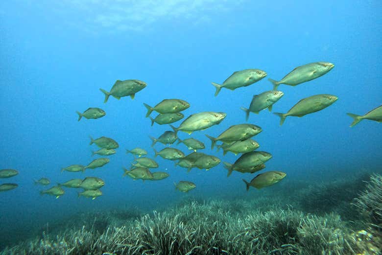 Veremos diferentes peixes mediterrâneos