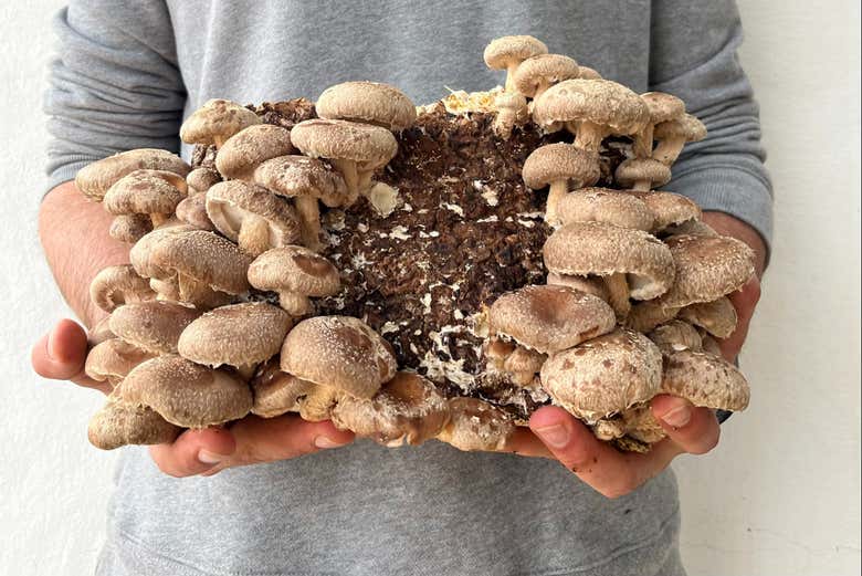 Aprenderemos como os cogumelos são cultivados