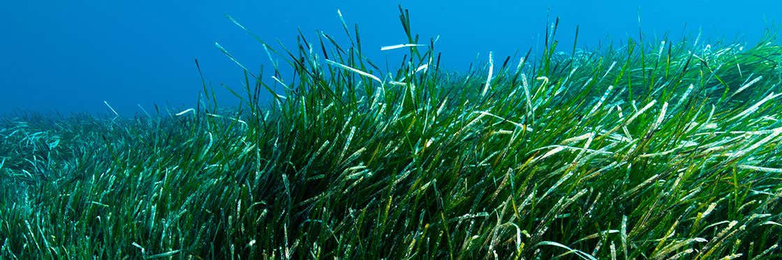 Posidonia Oceanica